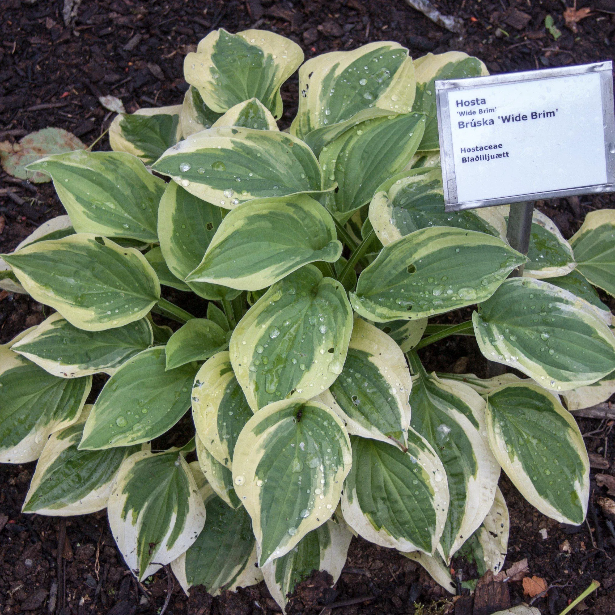 Hosta x 'Wide Brim'- Wide Brim Hosta