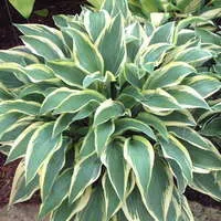 Hosta x 'Wolverine' / Plantain Lily
