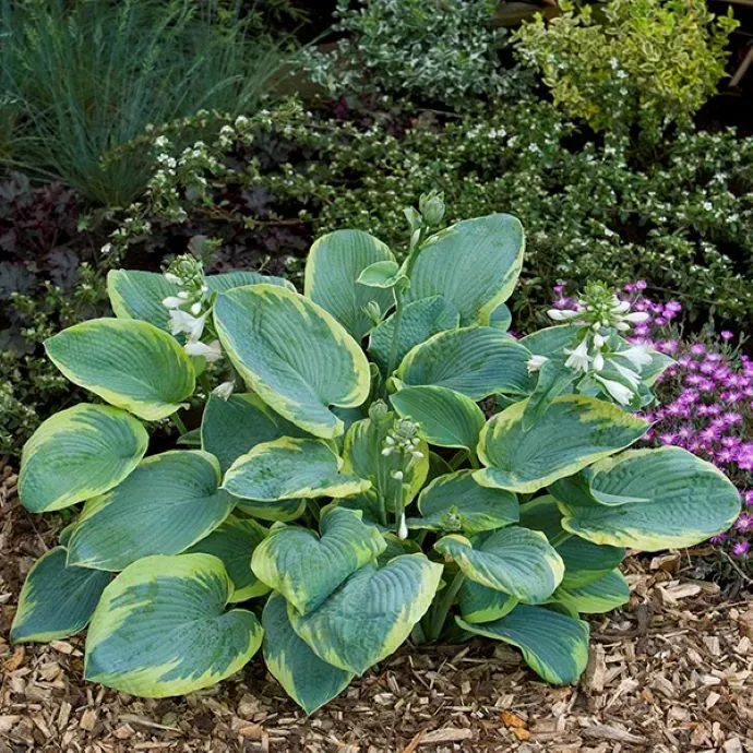 Hosta