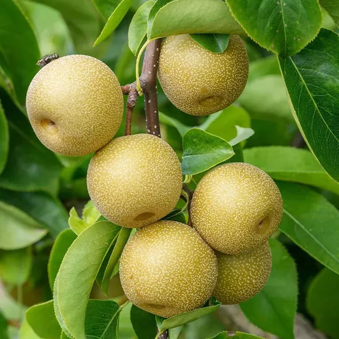 Hosui Asian Pear Tree