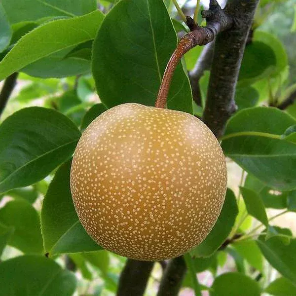Hosui Asian Pear