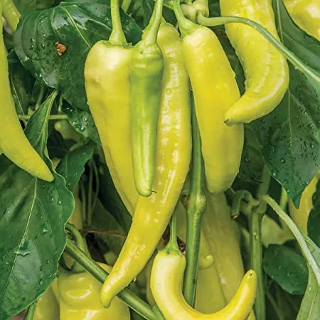 Hot Banana Pepper- 4" pot