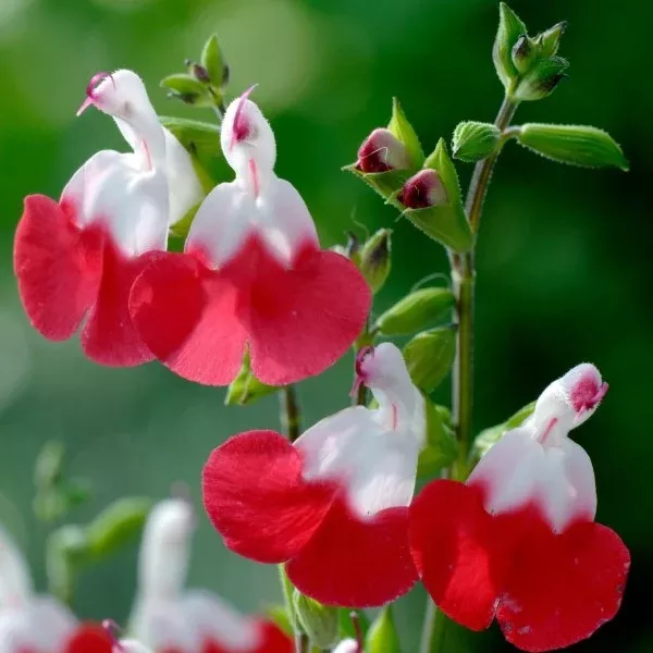 Hot Lips Sage