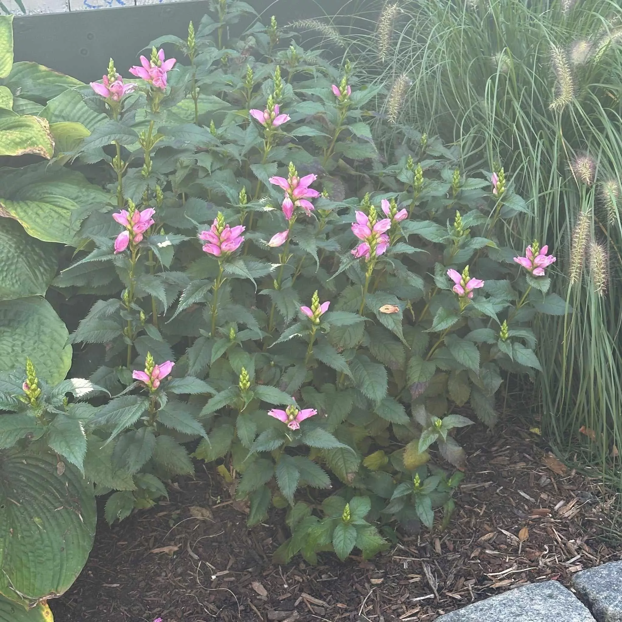 Hot Lips Turtlehead