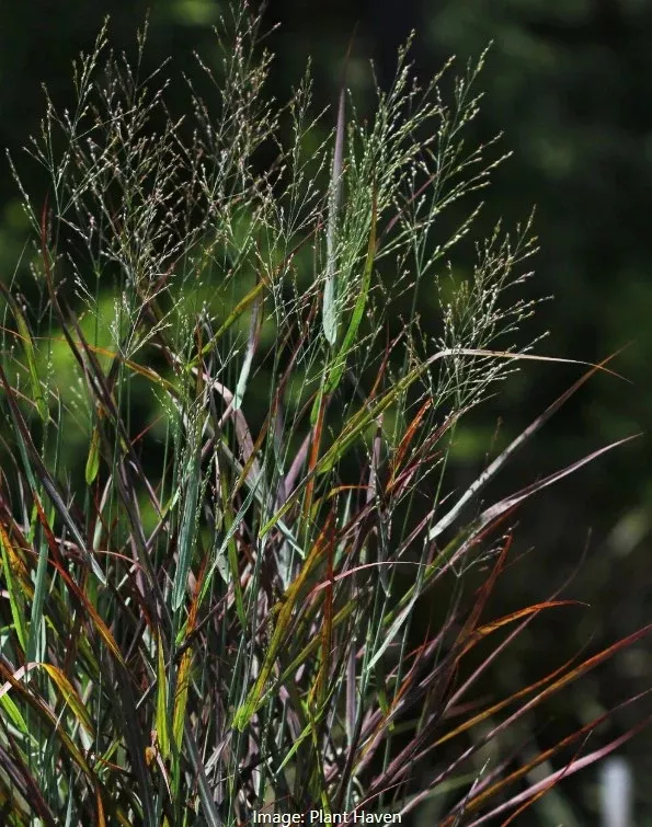 Hot Rod Switch Grass