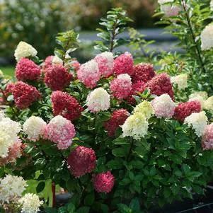 Hot Sauce Hydrangea