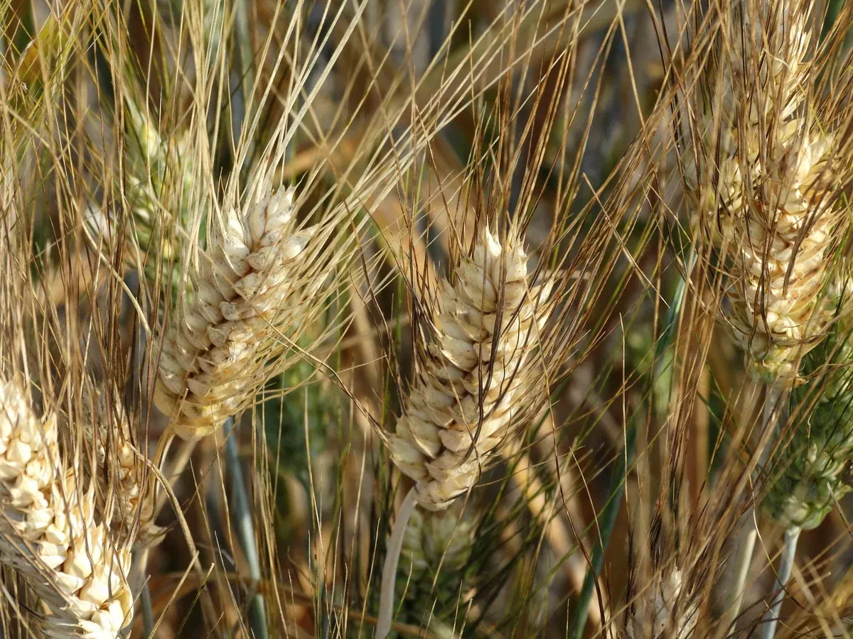 Hourani Wheat