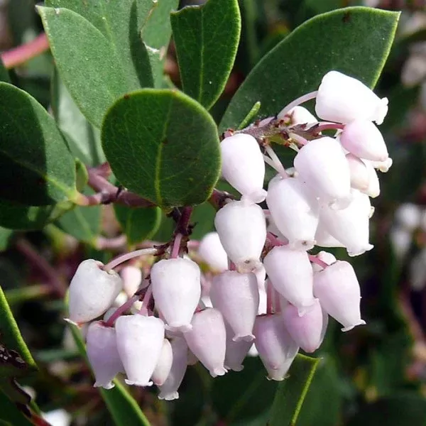 Howard Mcminn Manzanita