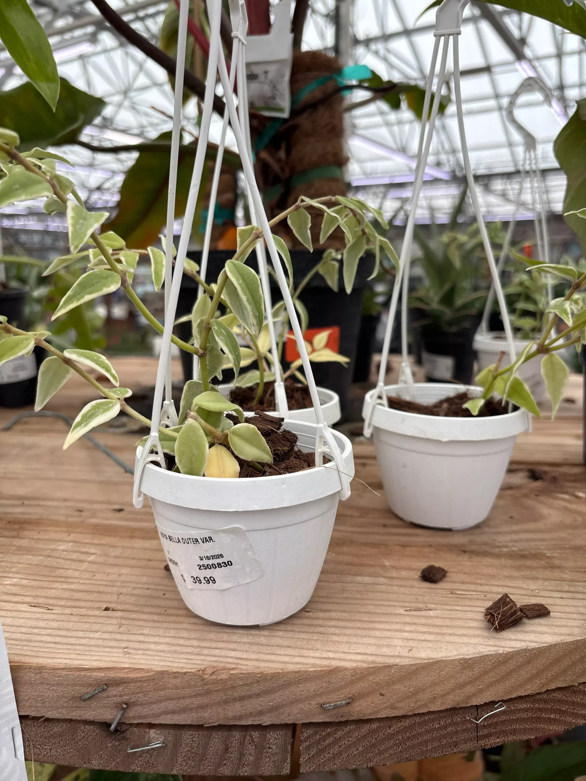 Hoya 'Bella' Outer Variegata - Hoya sp - 3" Hanging Potted Houseplant