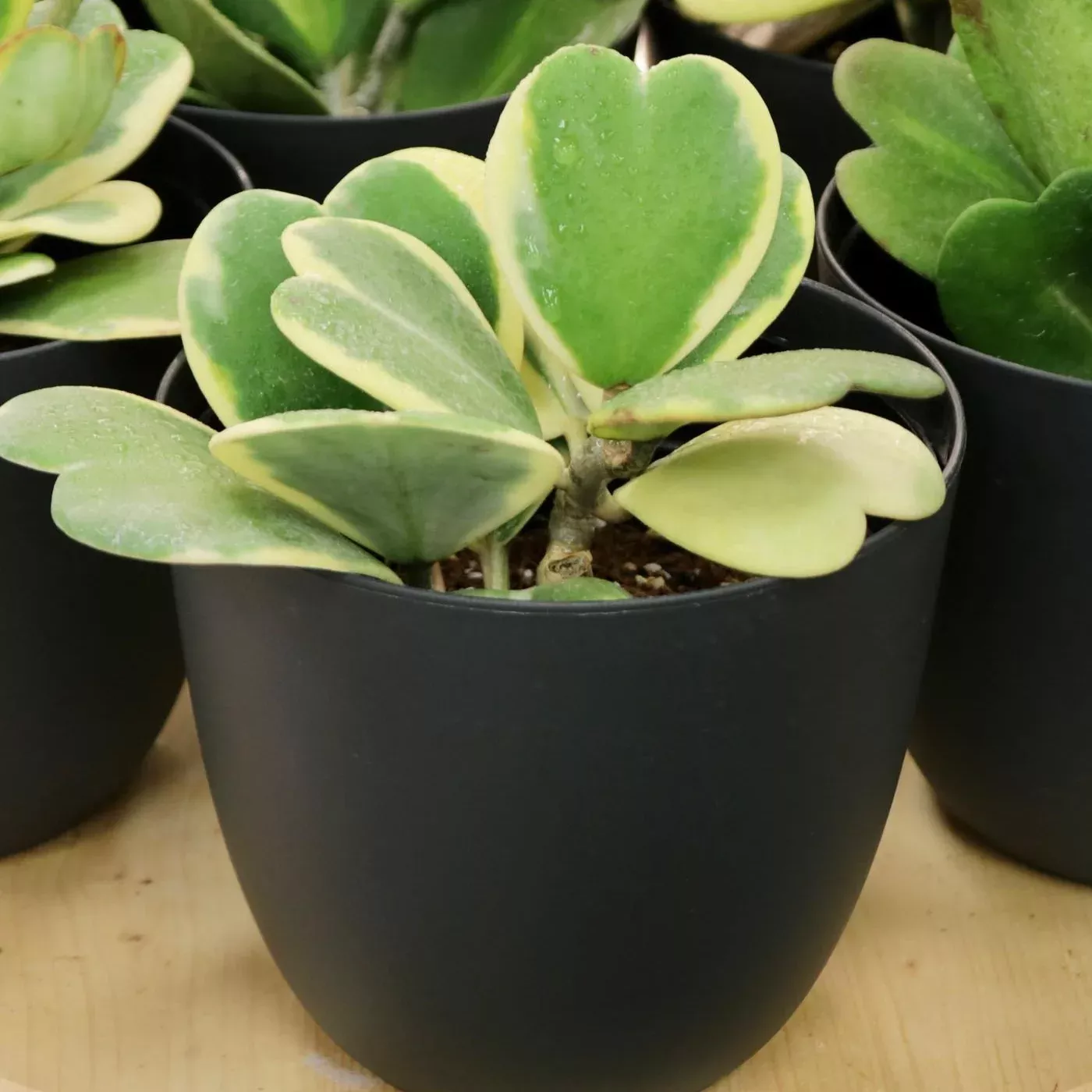 Hoya Kerrii