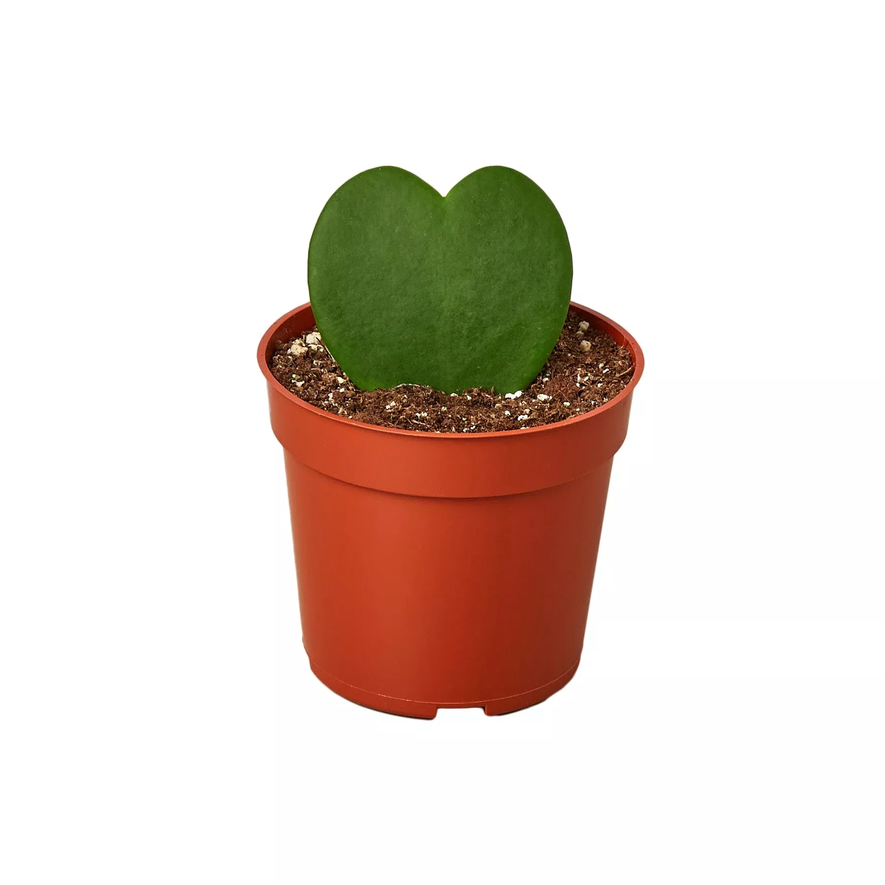 Hoya Sweetheart