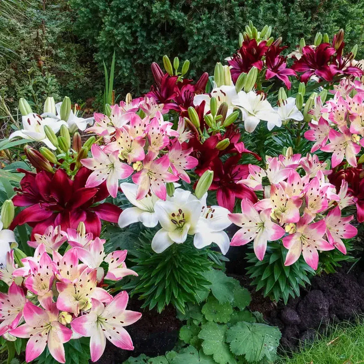 Hugs and Kisses Carpet Border Lily™ Mixture