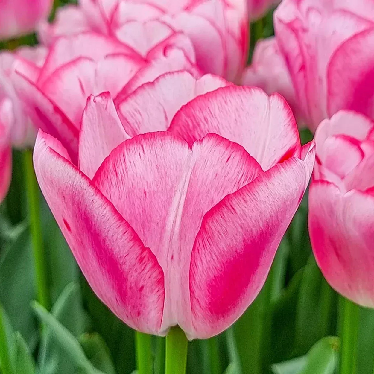 Hugs and Kisses Tulip