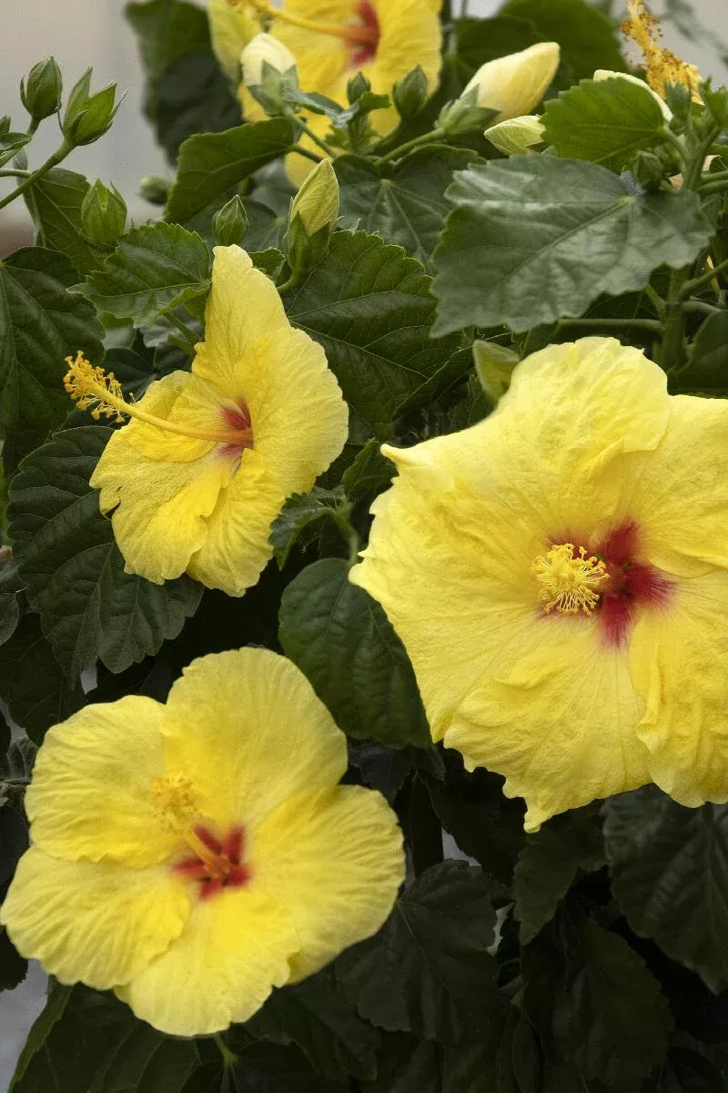 Hula Girl Hibiscus