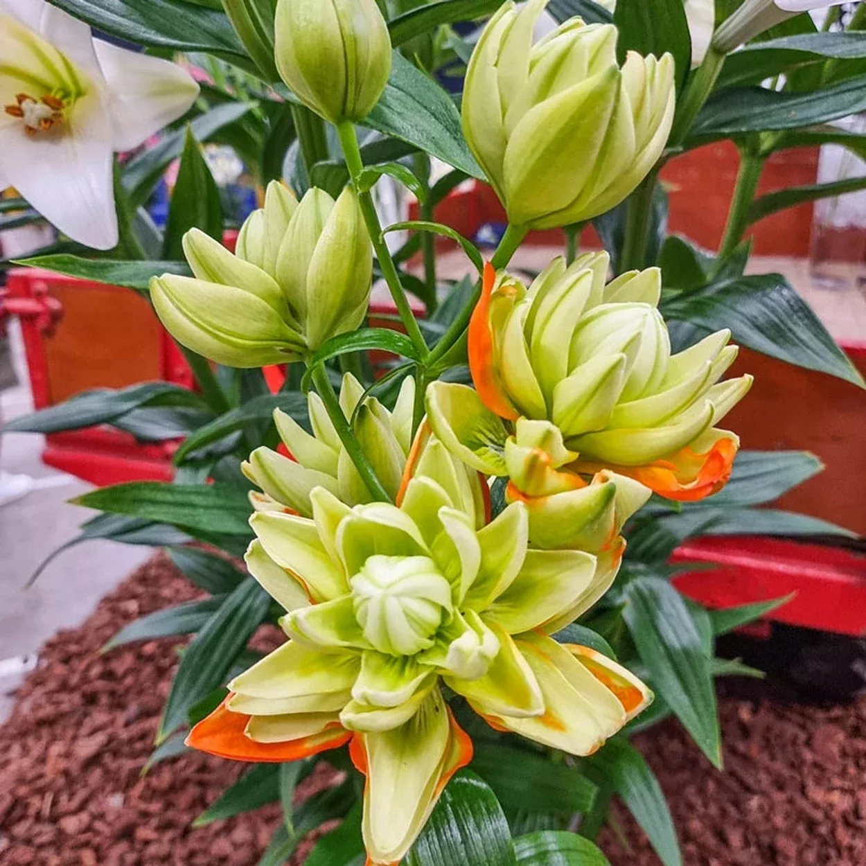 Hulk Double Lily