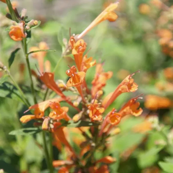 Hummingbird Mint - Kudos Mandarin