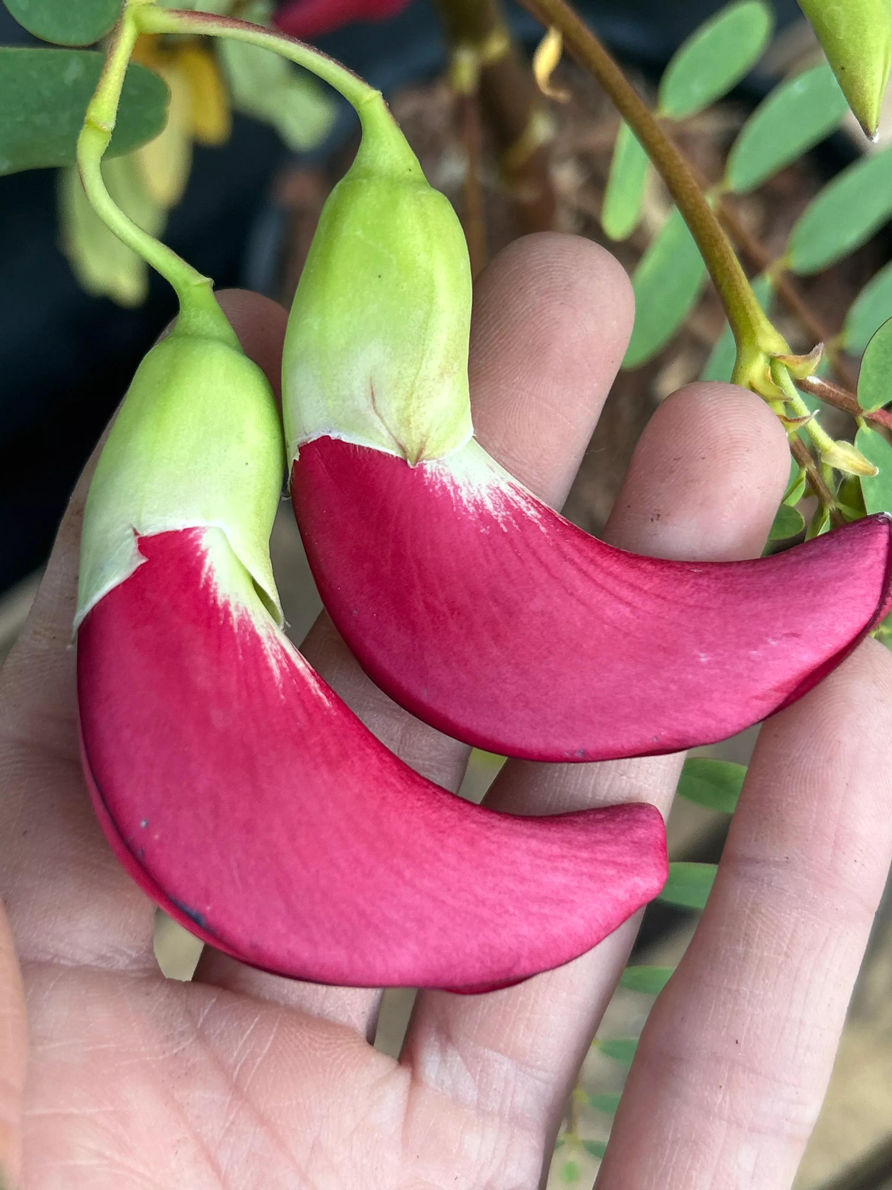 Hummingbird Tree