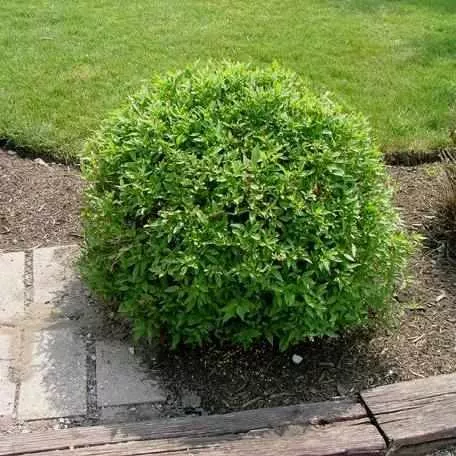 Huron Gray Dogwood