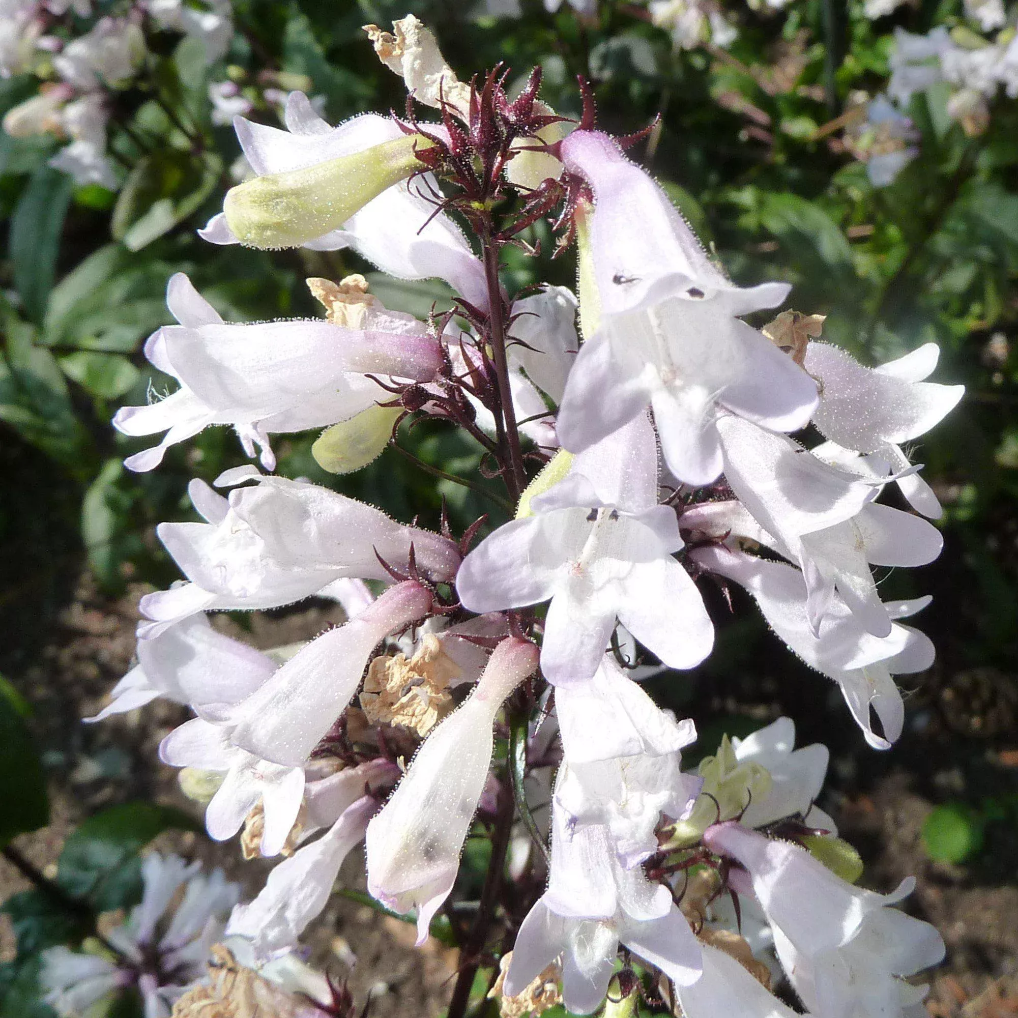 Husker Red Beardtongue