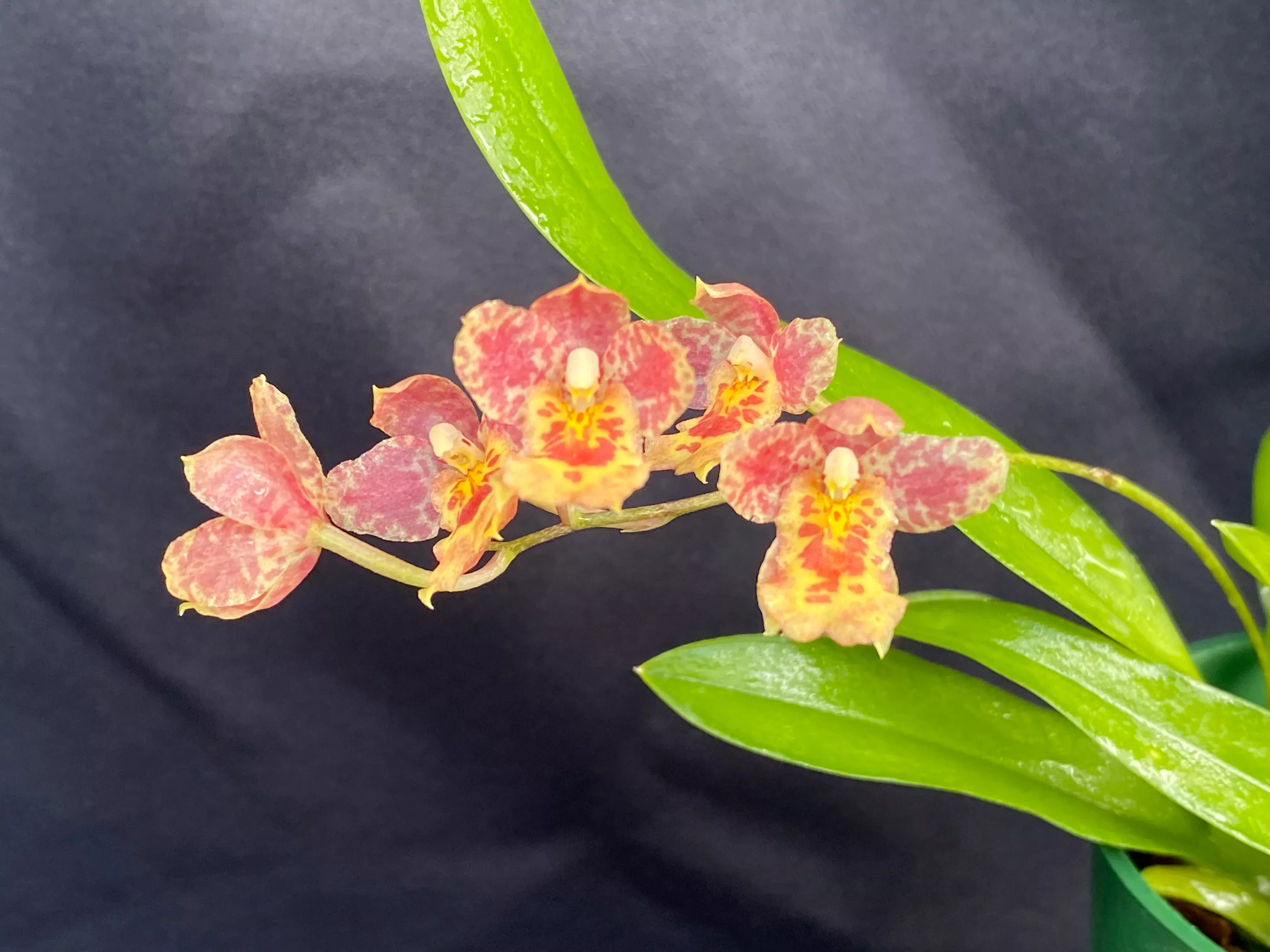 Hwra. Lava Burst 'Pacific Sunrise'