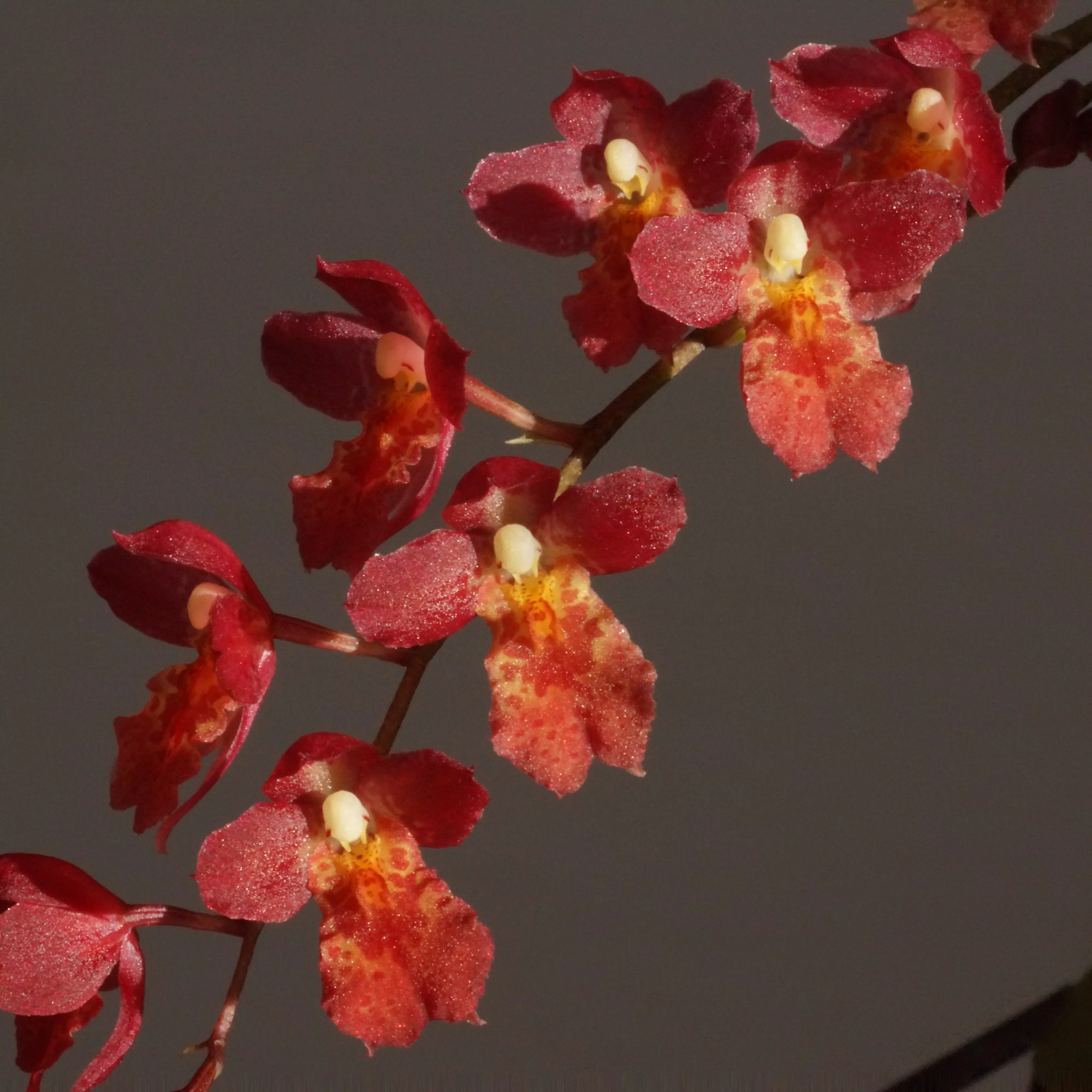 Hwra. Lava Burst 'Puanani' -SALE!