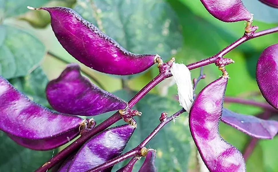 Hyacinth Bean Seeds, Ruby Moon, Lablab Purpureus LB0110