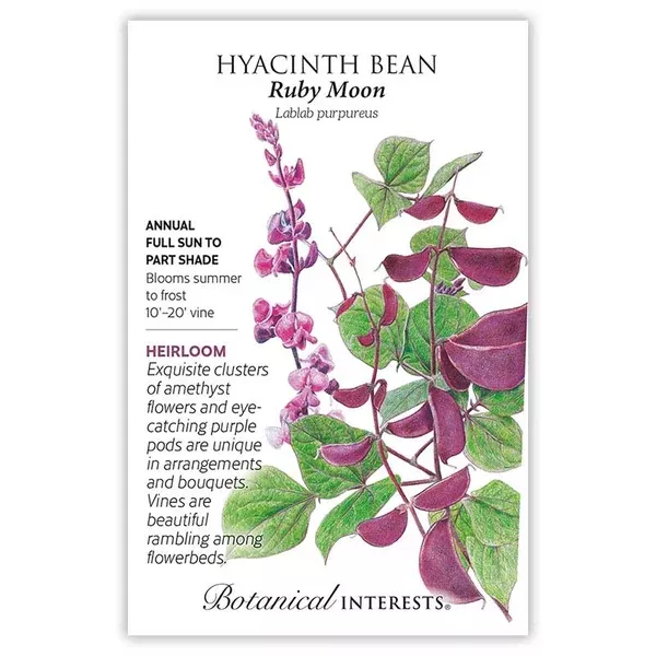 Hyacinth Bean seeds 'Ruby Moon'