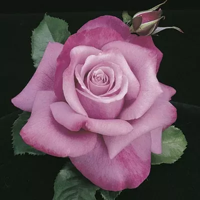 Hybrid Tea - Barbra Streisand Rose