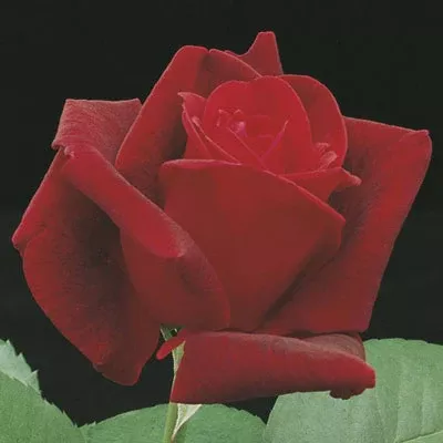 Hybrid Tea - Chrysler Imperial Rose