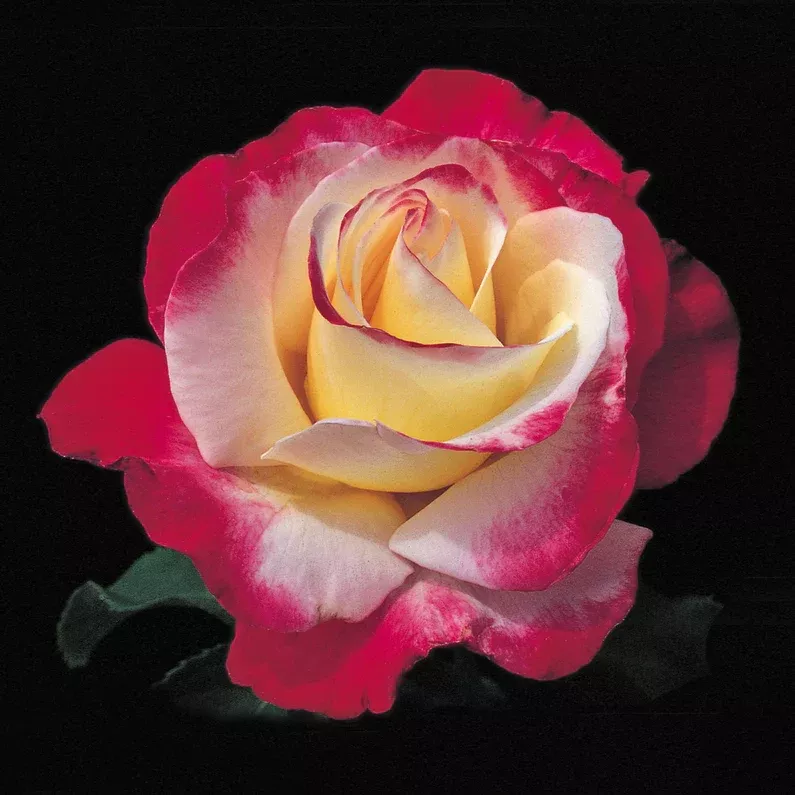 Hybrid Tea - Double Delight Rose
