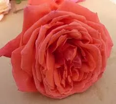 Hybrid Tea - Fragrant Cloud Rose