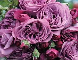 Hybrid Tea - Fragrant Plum Rose