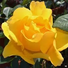 Hybrid Tea - Henry Fonda Rose
