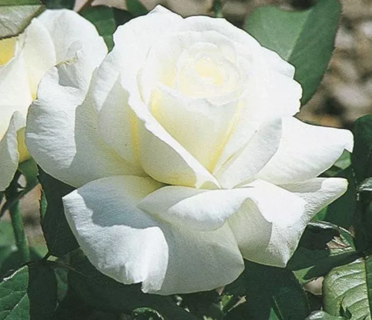 Hybrid Tea - Honor Rose