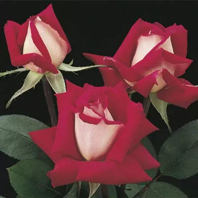 Hybrid Tea - Love Rose