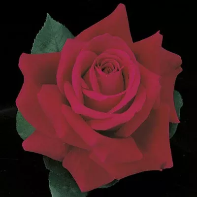 Hybrid Tea - Mister Lincoln Rose
