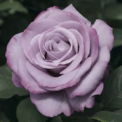 Hybrid Tea - Neptune Rose