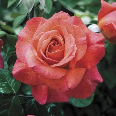 Hybrid Tea - Sedona Rose