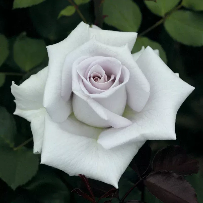 Hybrid Tea- Stainless Steel Rose
