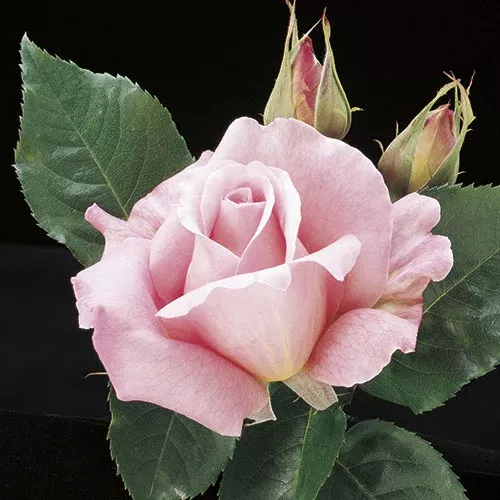Hybrid Tea - Tiffany Rose