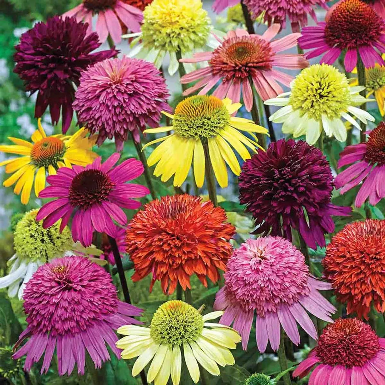 Hybridizer’s Coneflower Mixture™