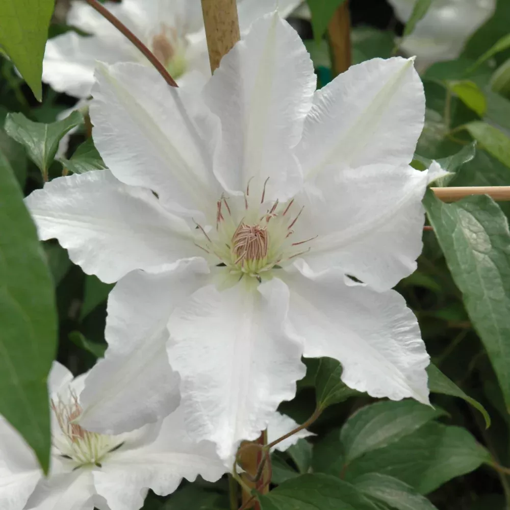Hyde Hall Clematis