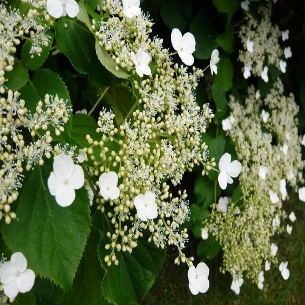 Hydrangea anomala petiolarisClimbing hydrangea
