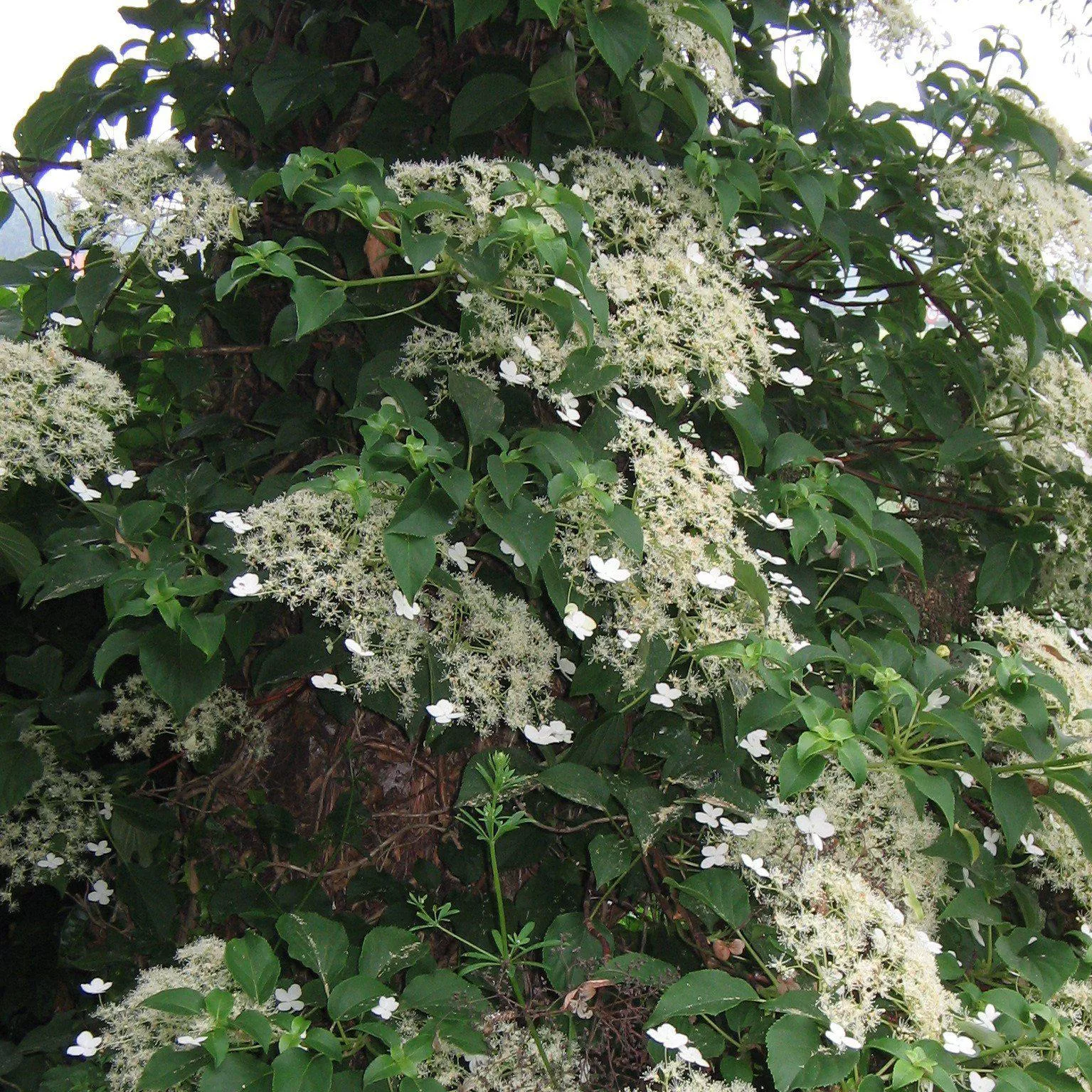 Hydrangea anomala subsp. petiolaris- Climbing Hydrangea