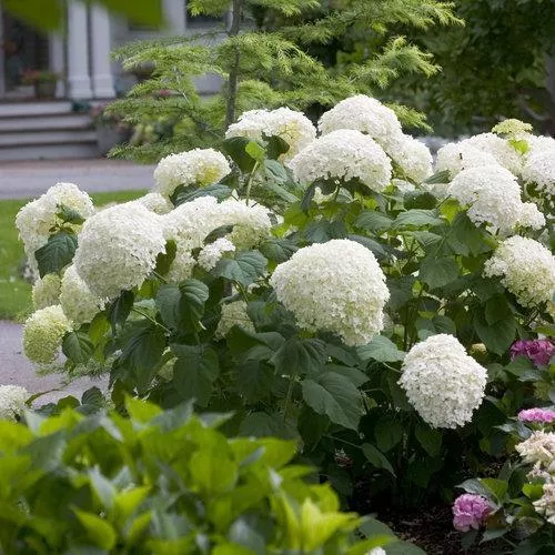 Hydrangea arborescens 'Abetwo'- Proven Winners Incrediball Smooth Hydrangea