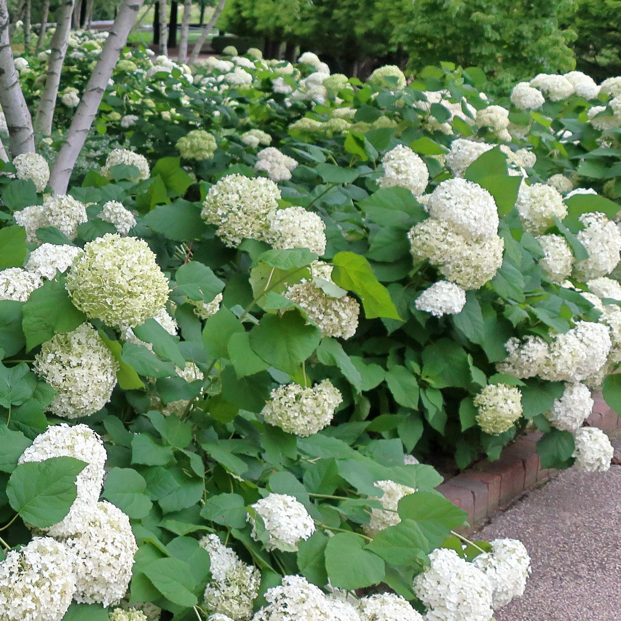 Hydrangea arborescens 'Annabelle'- Mophead Hydrangea, Annabelle Hydrangea