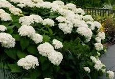 Hydrangea arborescens 'Annabelle'
