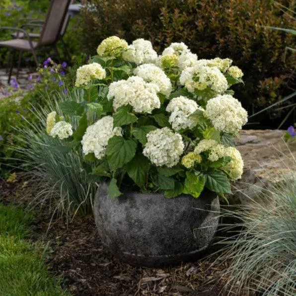 Hydrangea arborescens 'BAlful'- First Editions FlowerFull™ Smooth Hydrangea