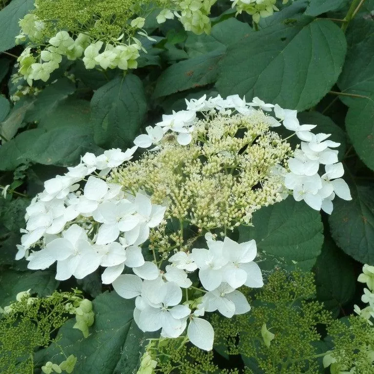 Hydrangea arborescens 'Haas' Halo'- Haas' Halo Hydrangea