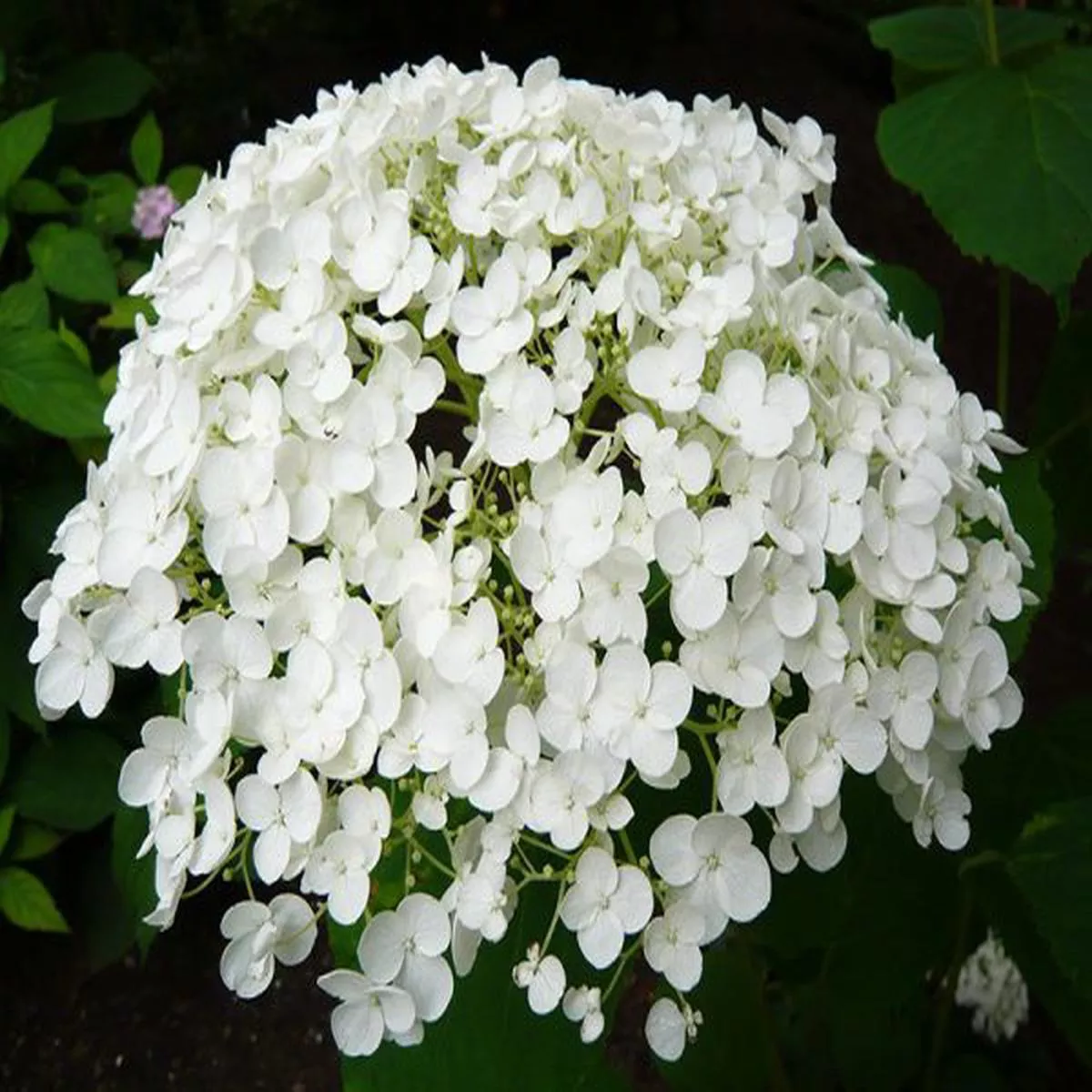 Hydrangea arborescens Incrediball syn. Strong Annabelle)